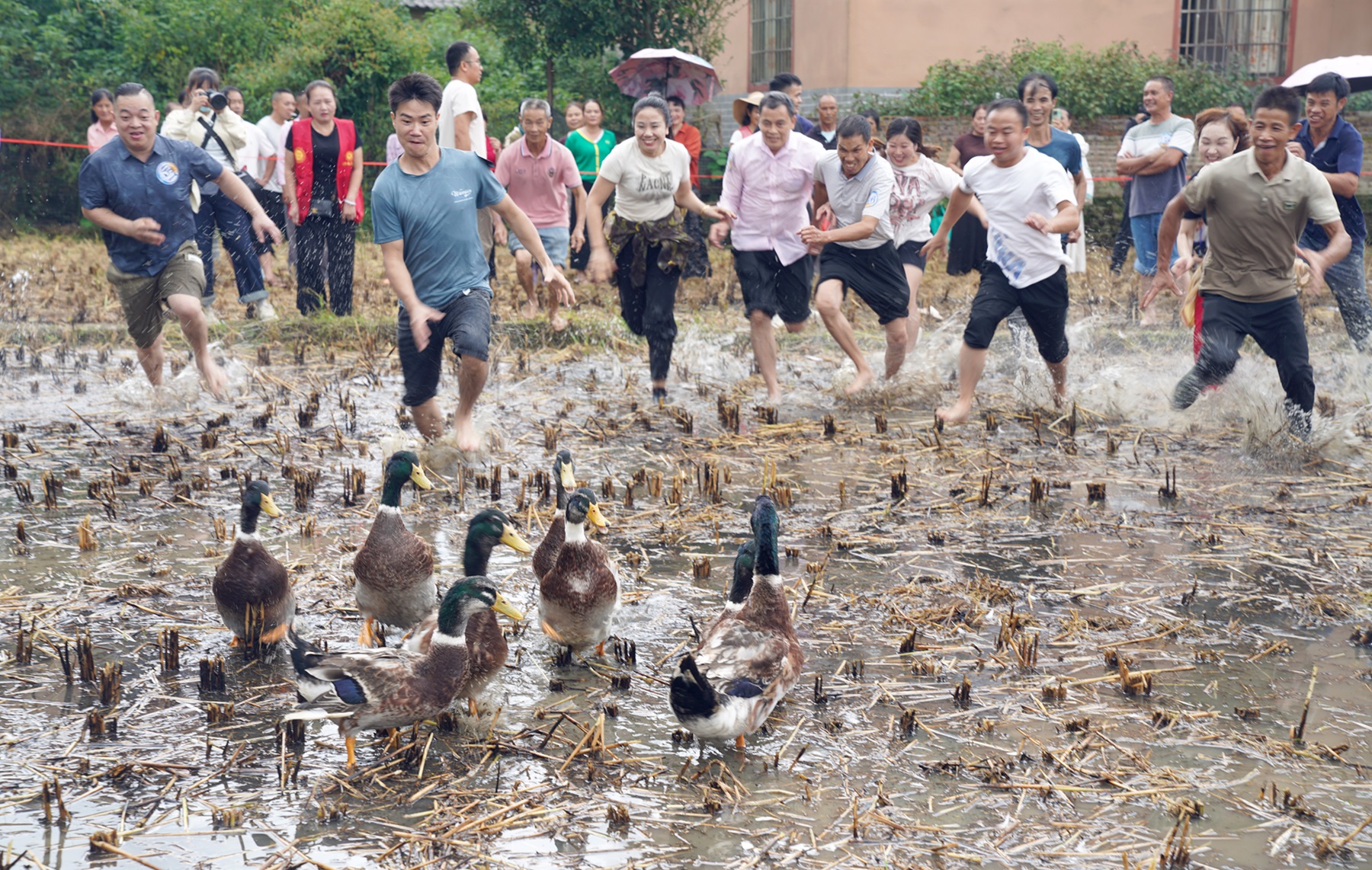 圖四：圖為抓鴨子活動現場 賀州市融媒體中心供圖.JPG