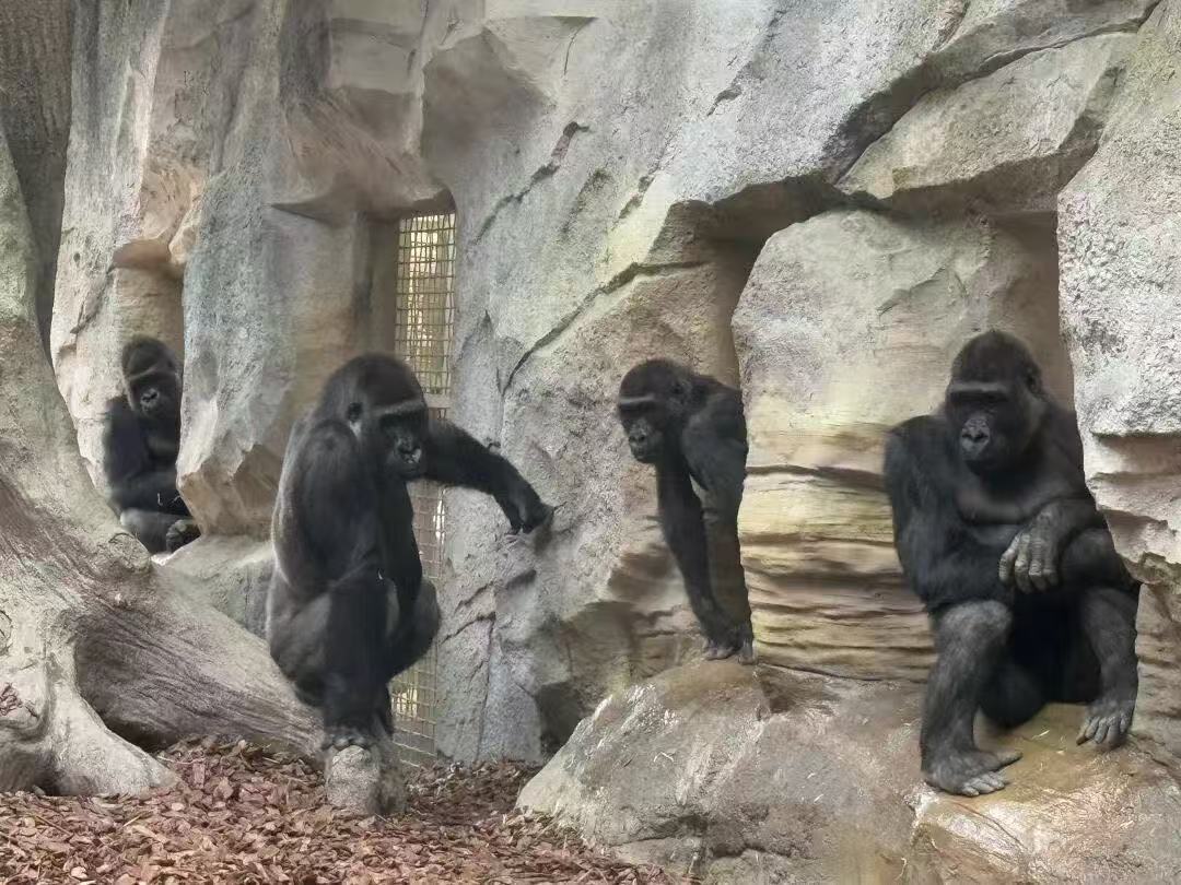 圖一:四隻來自荷蘭的大猩猩(紅山動物園供圖).jpg