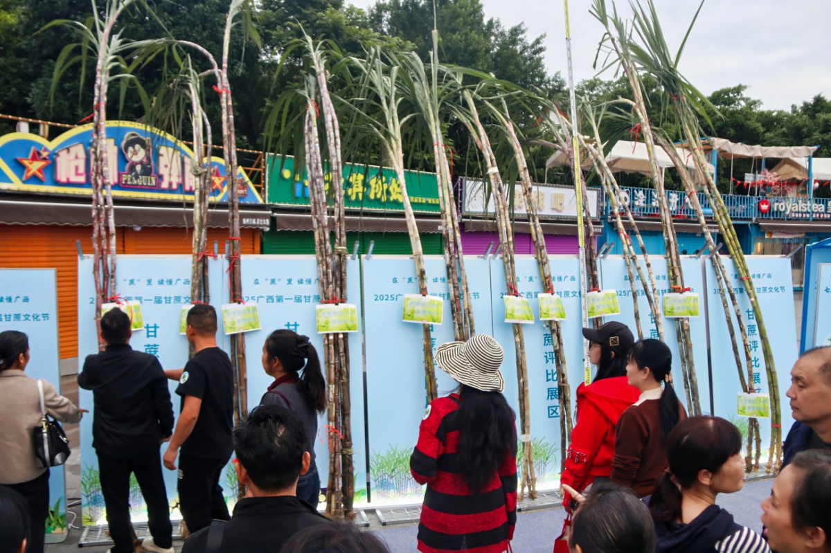 3、甘蔗評比展區（主辦方供圖）.jpg