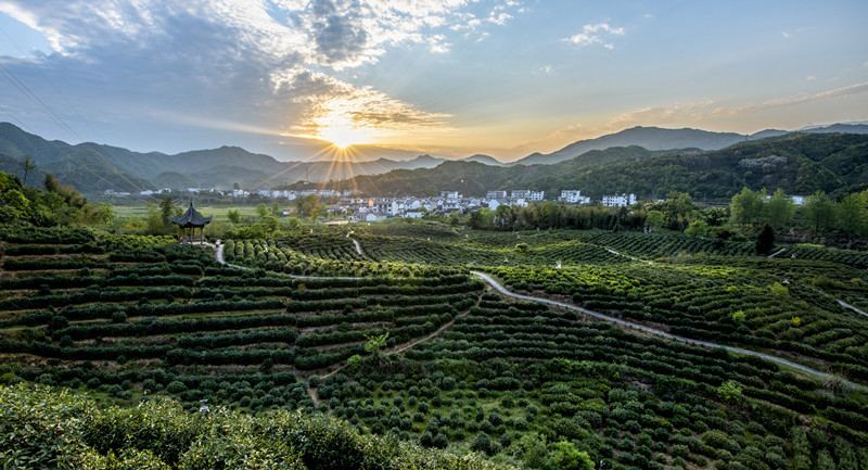 祁門西塘智慧茶園   王維洲攝_副本.jpg
